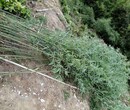 北京竹子基地批发竹子种植竹子庭院绿化专用竹子耐寒图片