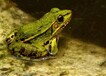  Standard breeding of frogs