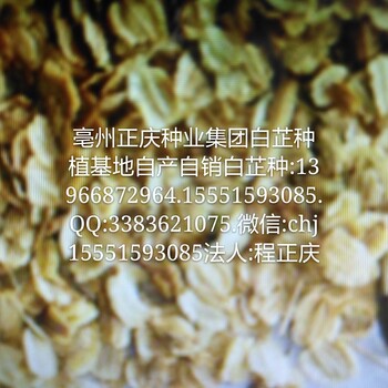 正慶種業(yè)基地改良桔梗種白芷種丹參苗玄參苗