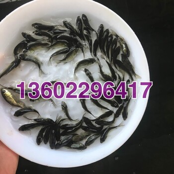 衡阳鲫鱼苗湖南常德中科5号鲫鱼苗湘云鲫鱼苗