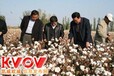 国产采棉机视频约翰迪尔采棉机视频新疆采棉机视频