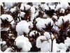 新疆二手采棉机99770采棉机厂家采棉机原理贵行采棉机