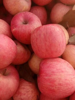 苹果批发基地山东冷库红富士苹果大量出售