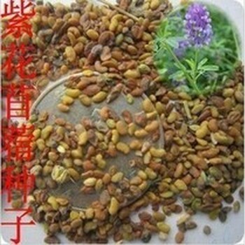 昆明药材种子花卉种子蔬菜种子草坪种子林木种子果树种子批发