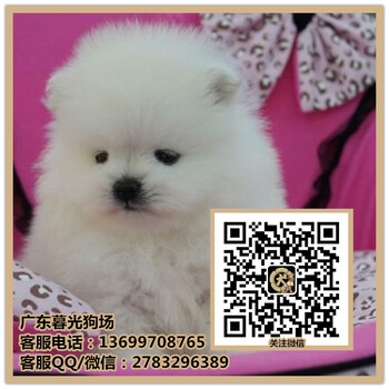 广州哈多利博美犬出售健康的博美犬多少钱暮光狗场