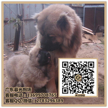 广州高加索犬卖多少钱广州哪里有高加索犬出售