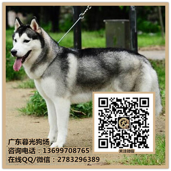 广州三把火哈士奇犬多少钱一只健康哈士奇犬出售