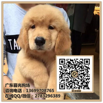 广州金毛犬怎么卖健康的金毛犬出售哪里有金毛犬