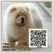  Guangzhou Chow Chow Chow Chow Chow Chow Chow Chow Chow Chow Price