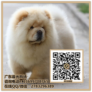广州松狮犬纯种松狮犬松狮犬出售松狮犬价格