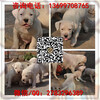 广州高品质猎犬杜高犬多少钱一只广州哪里买到杜高犬