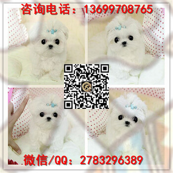 广州纯种马尔济斯犬多少钱出售健康的马尔济斯幼犬