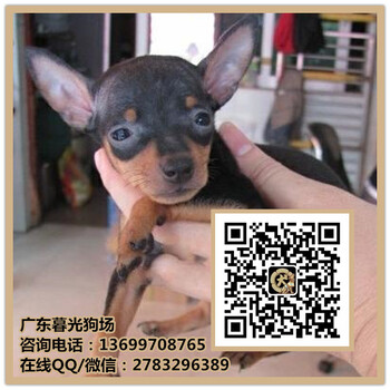 广州纯种的小鹿犬多少钱一只健康的小鹿犬小狗