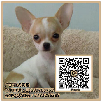 广州吉娃娃犬小狗多少钱一只健康吉娃娃犬出售