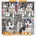 广州哈士奇犬出售哈士奇多少钱一只哈士奇买卖图片4