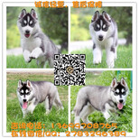 广州哈士奇犬出售哈士奇多少钱一只哈士奇买卖图片2