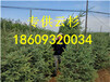 甘肃云杉1米2米3米供应树苗
