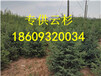 甘肃云杉1.5米2.5米云杉树苗