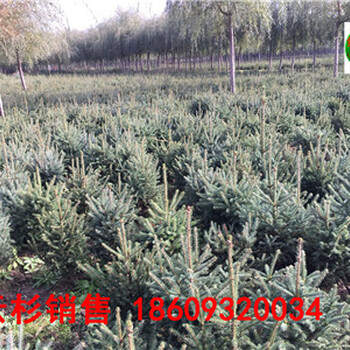 西藏云杉-西藏哪里種植銷售云杉樹苗