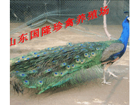 小孔雀苗价格孔雀苗一只多少钱一斤一年的蓝孔雀价格