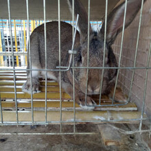 獭兔养殖过程古丈县野兔价格一个月的野兔多少钱一只图片