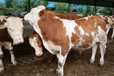 3个月肉牛价格，云南省肉牛养殖场