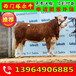 秦川牛回收价格十个月的肉牛犊价格小的育肥黄牛价格