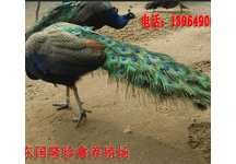 蓝孔雀蛋的销售价格白孔雀饲养孔雀苗苗养殖技术