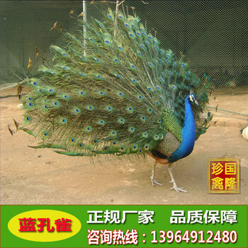 蓝孔雀多少钱一只；山东哪里有卖孔雀苗的；稷山县孔雀养殖场