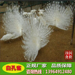 小的白孔雀什么价格；蓝孔雀幼苗多少钱一只；如东县孔雀养殖场图片1