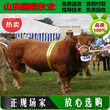 肉牛犊养殖场；国家对肉牛犊养殖有什么补贴支持图片