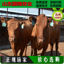 黃牛廠家；一千多斤的肉牛犢什么價格；浮山縣肉牛養殖場圖片