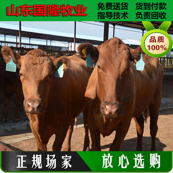 育肥黄牛的饲养价格养殖肉牛犊哪个品种好养殖育肥牛