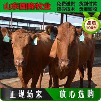 丰顺县肉牛价格；夏洛莱牛养殖利润