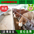 黄牛供应价格；养殖20头肉牛犊的成本；赞皇县肉牛养殖场图片