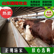 肉牛价格利润；1个月的肉牛犊市场多少钱一头；昔阳县肉牛养殖场图片