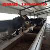 灵川县肉驴价格；广灵县肉驴养殖场