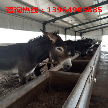 东方肉驴价格；古县肉驴养殖场