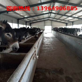 仙游县肉驴价格；辛集市肉驴养殖场