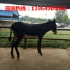 肉驴厂家；改良肉驴多少钱一头