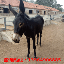 临桂县肉驴价格；左云县肉驴养殖场图片