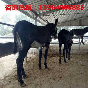 浦北县肉驴价格；沁水县肉驴养殖场