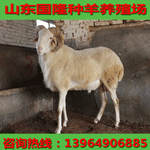 小尾寒羊养殖行情；波尔山羊养殖小羊羔多少钱一只
