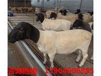 波尔山羊的饲养价格；2018年发展山羊养殖怎么样