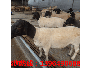 种羊供应价格；小尾寒羊养殖养殖场怎么建设合理图片