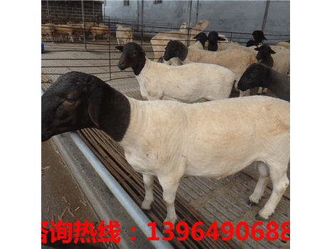 肉羊价格批发；波尔山羊养殖可行性报告