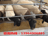 2018年杜泊绵羊价格；一只纯种山羊价格图片2