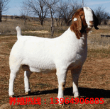 2018年杜泊绵羊价格；一只纯种山羊价格图片5