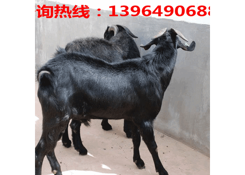 600斤湖羊价格；黑山羊一斤多少钱