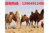 骆驼驯养-骆驼驯养价格批发-骆驼驯养公司骆驼价格骆驼市场价格骆驼多少钱一只